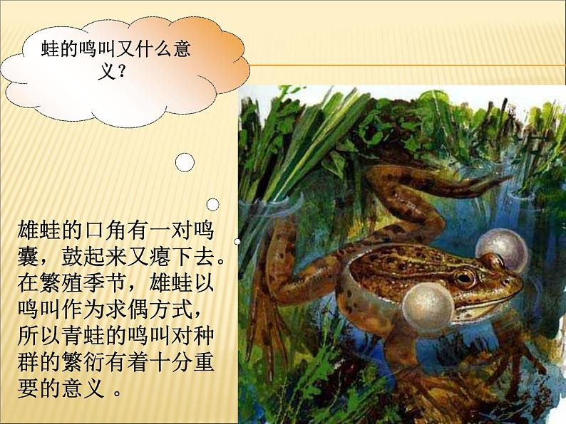 人教版八年级生物下册《两栖动物的生殖和发育》PPT05