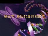 人教版八年级下册第七单元第二章第三节基因的显性和隐性 课件(25张PPT)