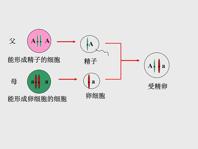 人教版八年级下册第七单元第二章第三节基因的显性和隐性 课件(25张PPT)03