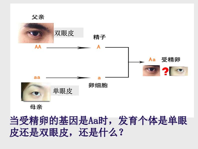 人教版八年级下册第七单元第二章第三节基因的显性和隐性 课件(25张PPT)05