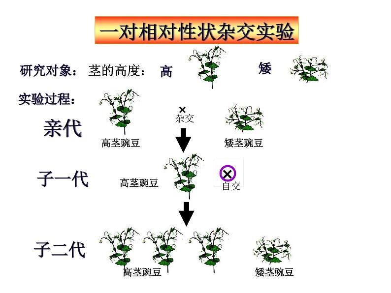 人教版八年级下册第七单元第二章第三节基因的显性和隐性 课件(25张PPT)08