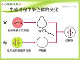 人教版生物八年级下册7.2.3基因的显性和隐性课件