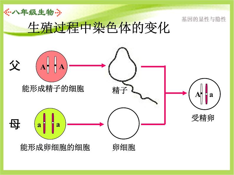 人教版生物八年级下册7.2.3基因的显性和隐性课件02