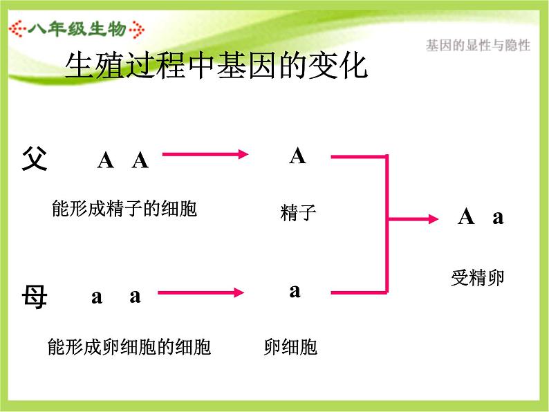 人教版生物八年级下册7.2.3基因的显性和隐性课件03