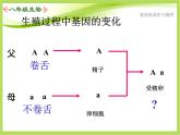 人教版生物八年级下册7.2.3基因的显性和隐性课件
