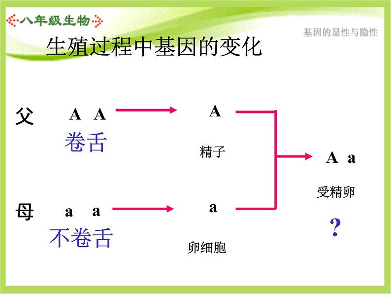 人教版生物八年级下册7.2.3基因的显性和隐性课件04