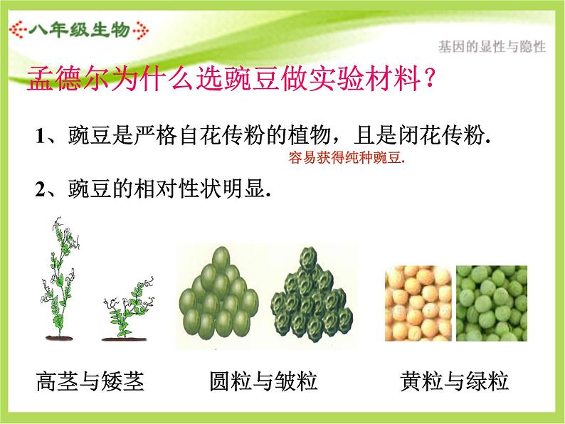 人教版生物八年级下册7.2.3基因的显性和隐性课件07