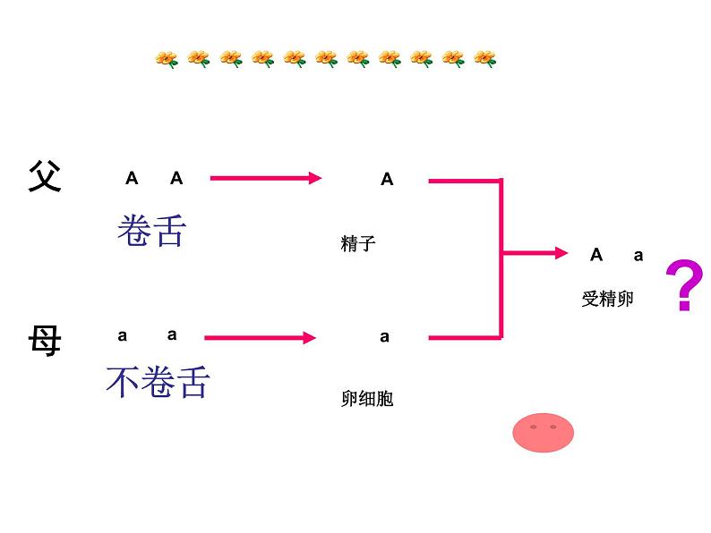 人教版生物八年级下册7.2.3基因的显性和隐性 课件03