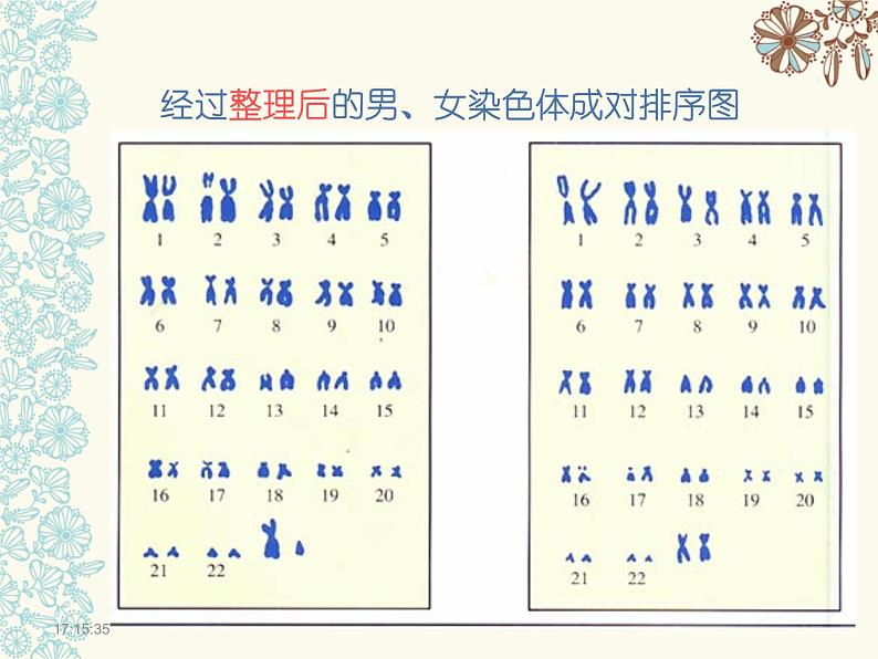 人教版生物八年级下册7.2.4人的性别遗传 课件第6页