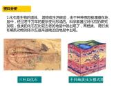 人教版生物八年级下册3.2《生物进化的历程》课件 (共29张PPT)