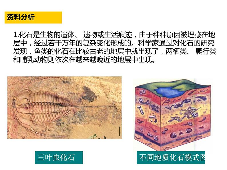 人教版生物八年级下册3.2《生物进化的历程》课件 (共29张PPT)05