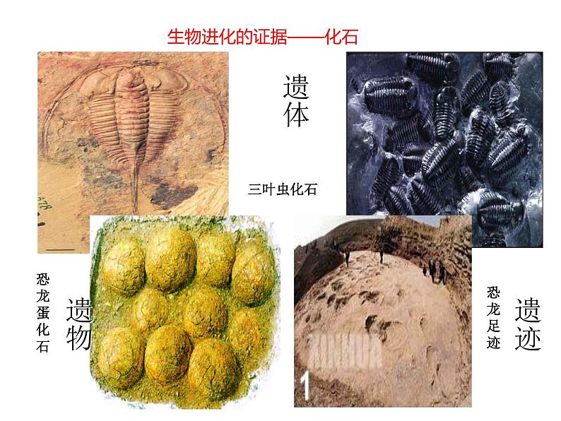 人教版生物八年级下册3.2《生物进化的历程》课件 (共29张PPT)06