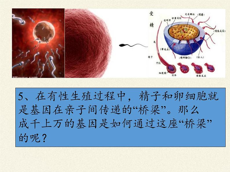 人教版八年级生物下册教学课件-7.2.2基因在亲子代间的传递06