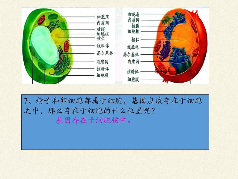 人教版八年级生物下册教学课件-7.2.2基因在亲子代间的传递08