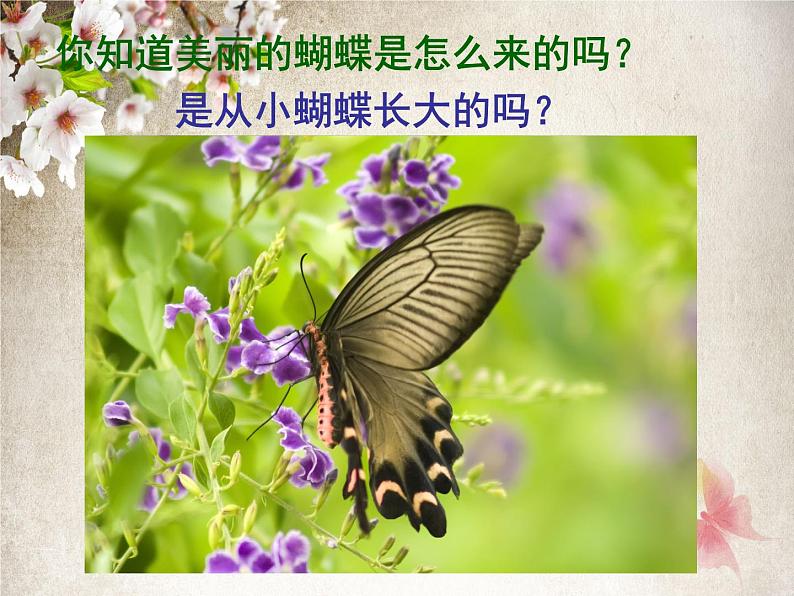 人教版八年级生物下册  第七单元第一章第二节  昆虫的生殖和发育第3页