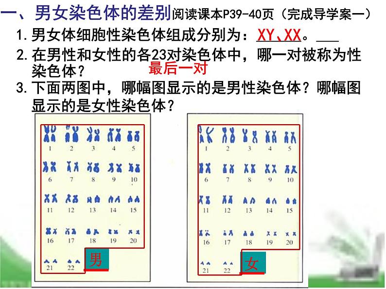 人教版生物八年级下册7.2.4人的性别遗传课件（课件24张）第5页