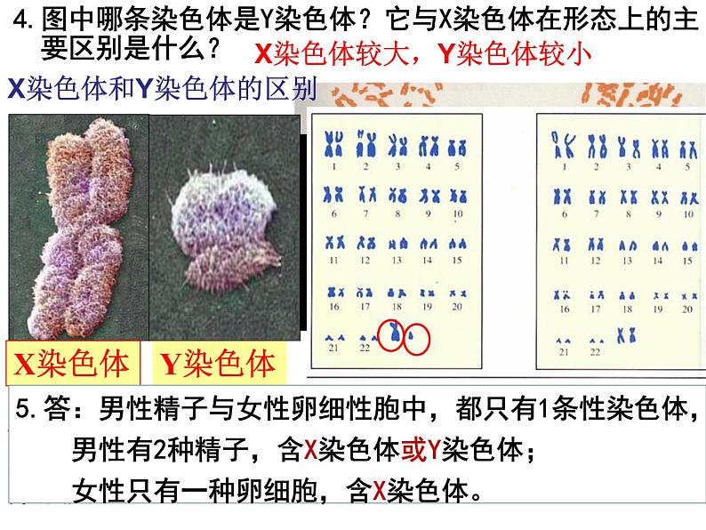 人教版生物八年级下册7.2.4人的性别遗传课件（课件24张）第6页