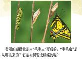 人教版八年级下册7.1.2 昆虫的生殖和发育【课件】