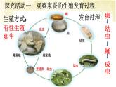 人教版八年级下册7.1.2 昆虫的生殖和发育【课件】