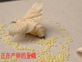人教版八年级下册7.1.2 昆虫的生殖和发育【课件】