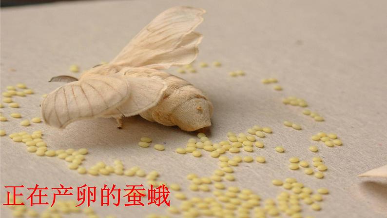 人教版八年级下册7.1.2 昆虫的生殖和发育【课件】第4页