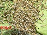 人教版八年级下册7.1.2 昆虫的生殖和发育【课件】