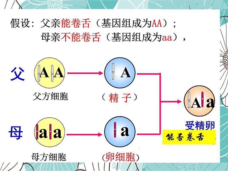 人教版八年级下册生物课件   7.2.3基因的显性和隐性第3页