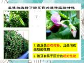 人教版八年级下册生物课件   7.2.3基因的显性和隐性