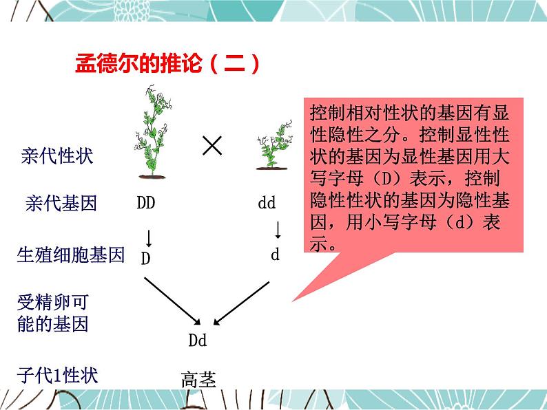 人教版八年级下册生物课件   7.2.3基因的显性和隐性第8页