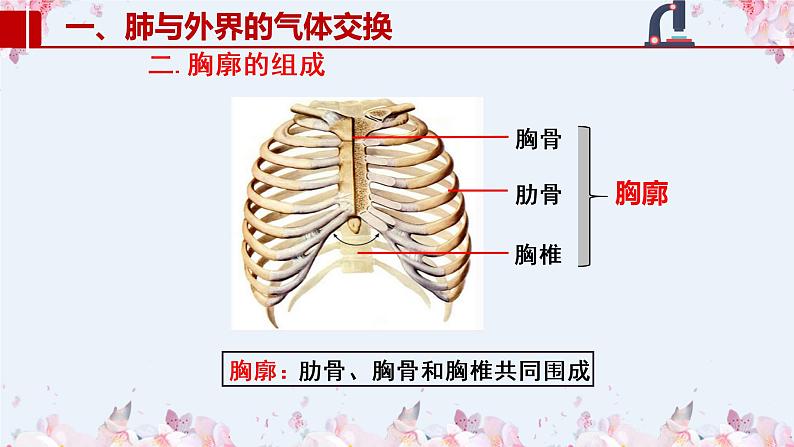 2020-2021学年人教版七年级生物下册 4.3.2发生在肺内的气体交换  课件03