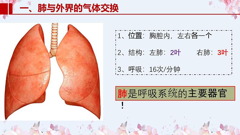 2020-2021学年人教版七年级生物下册 4.3.2发生在肺内的气体交换  课件04