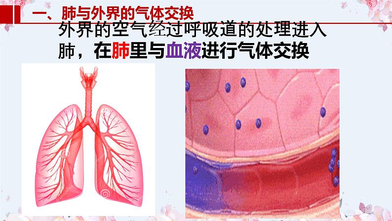 2020-2021学年人教版七年级生物下册 4.3.2发生在肺内的气体交换  课件05