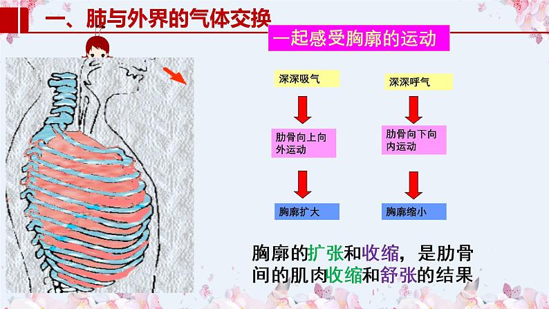 2020-2021学年人教版七年级生物下册 4.3.2发生在肺内的气体交换  课件07