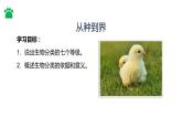 人教版生物八年级上册课件：6.1.2  从种到界（共21张PPT）