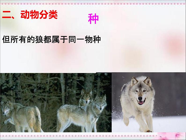 人教版八年级生物上册   6.1.2   从种到界 课件05