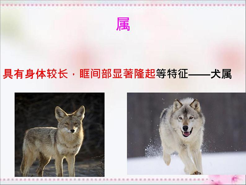 人教版八年级生物上册   6.1.2   从种到界 课件06