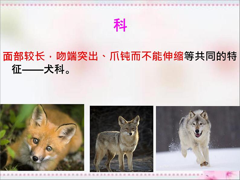 人教版八年级生物上册   6.1.2   从种到界 课件07