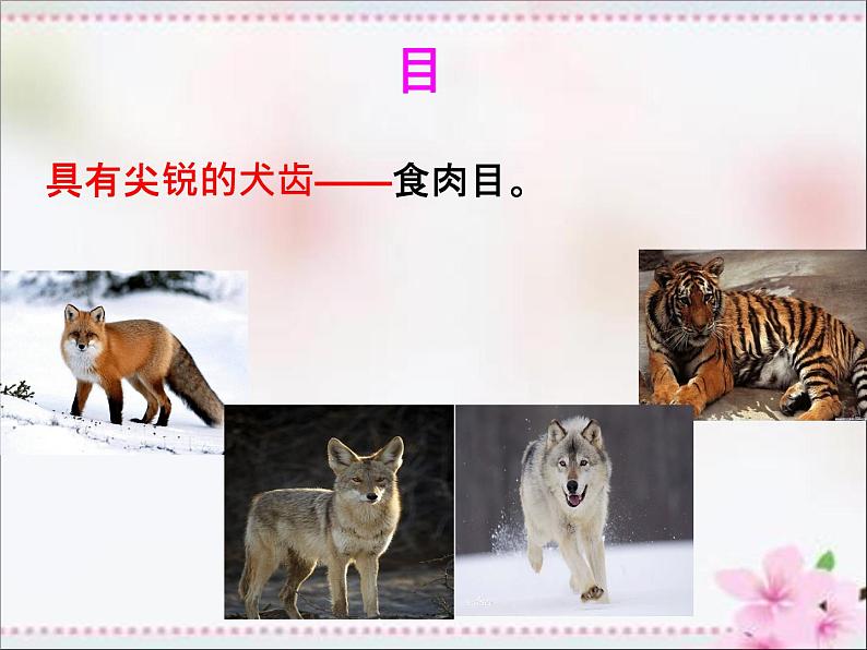 人教版八年级生物上册   6.1.2   从种到界 课件08