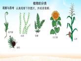 人教版八年级上册6.1.1  尝试对生物进行分类 课件