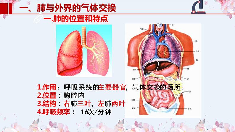 2020-2021学年人教版七年级生物下册 4.3.2发生在肺内的气体交换  课件第2页