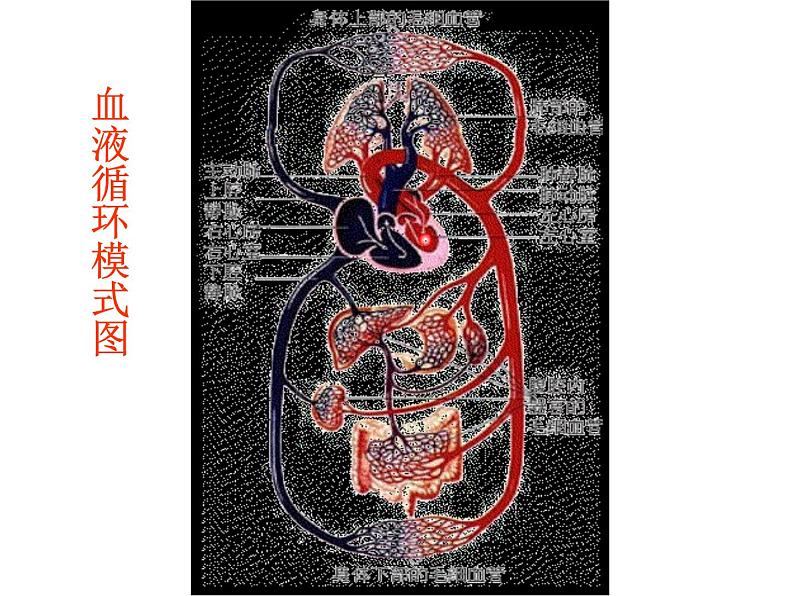 2020-2021学年人教版七年级下册生物第四单元第四章第一节　流动的组织——血液课件第5页