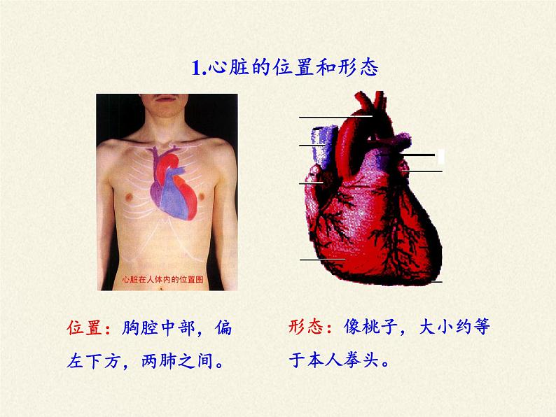 2020--2021学年人教版七年级生物下册4.4.3 输送血液的泵——心脏  课件第2页