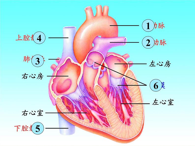 2020--2021学年人教版七年级生物下册4.4.3 输送血液的泵——心脏  课件第6页