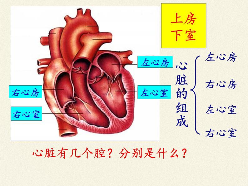 2020--2021学年人教版七年级生物下册4.4.3 输送血液的泵——心脏  课件第7页