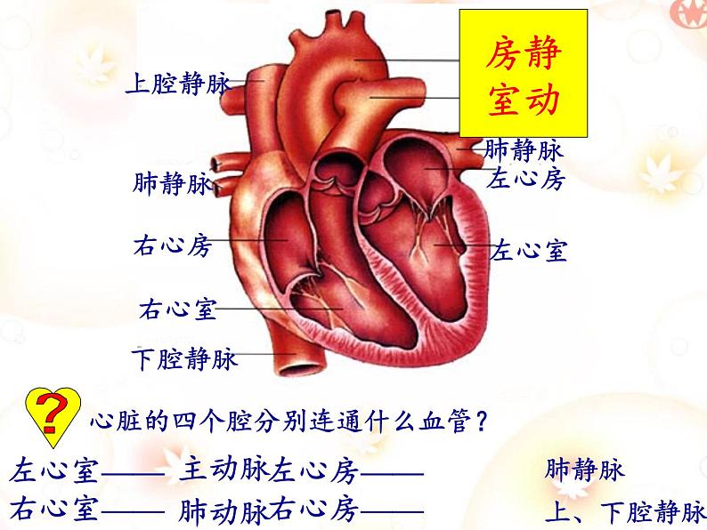 2020--2021学年人教版七年级生物下册4.4.3 输送血液的泵——心脏  课件第8页