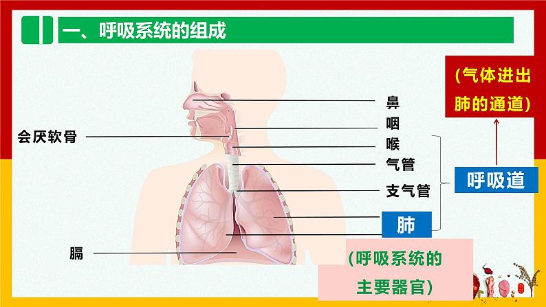 人教版七年级生物下 4.3.1呼吸道对空气的处理 课件第5页