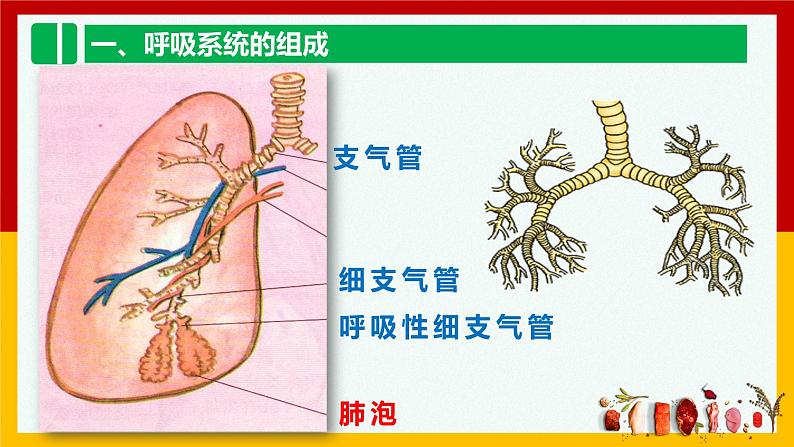 人教版七年级生物下 4.3.1呼吸道对空气的处理 课件第6页