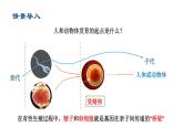 2020--2021学年人教版八年级下册7.2.2基因在亲子代间的传递课件