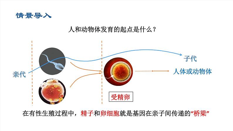 2020--2021学年人教版八年级下册7.2.2基因在亲子代间的传递课件02