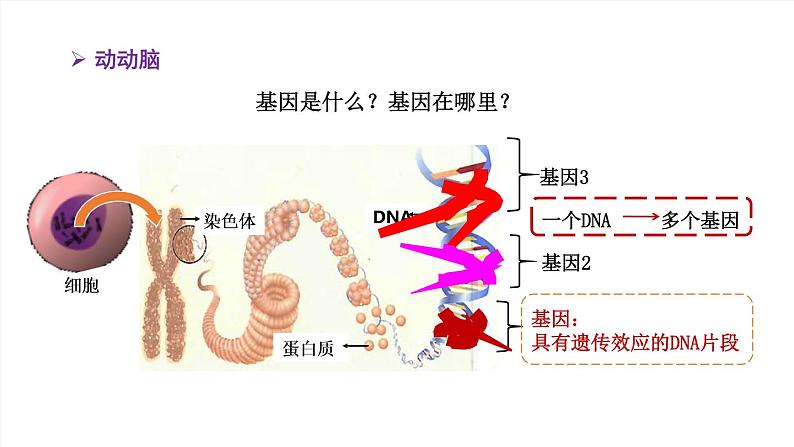 2020--2021学年人教版八年级下册7.2.2基因在亲子代间的传递课件05